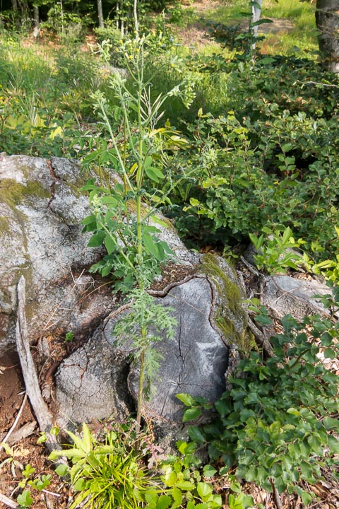 Senecio sylvaticus / Senecione delle selve